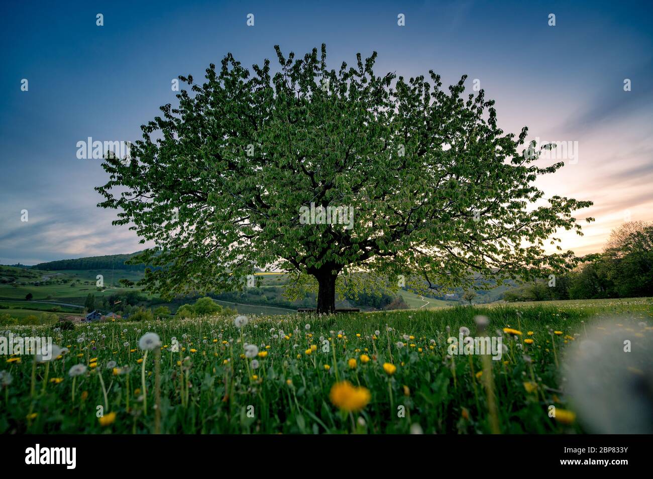 perfectly scaped spring tree in meadow Stock Photo