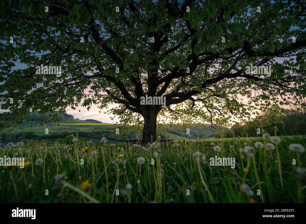 below a perfectly scaped spring tree in meadow Stock Photo