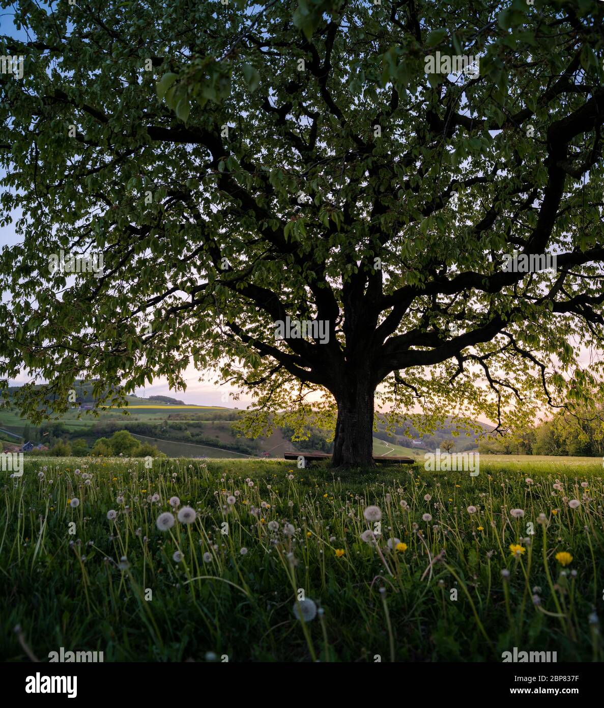 below a perfectly scaped spring tree in meadow Stock Photo