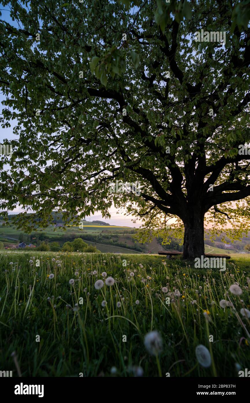 below a perfectly scaped spring tree in meadow Stock Photo