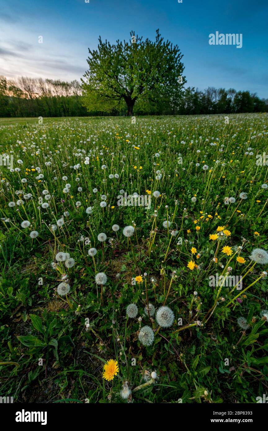 perfectly scaped spring tree in meadow Stock Photo