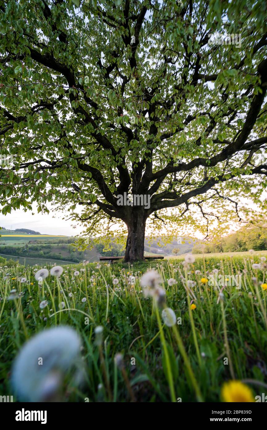 below a perfectly scaped spring tree in meadow Stock Photo