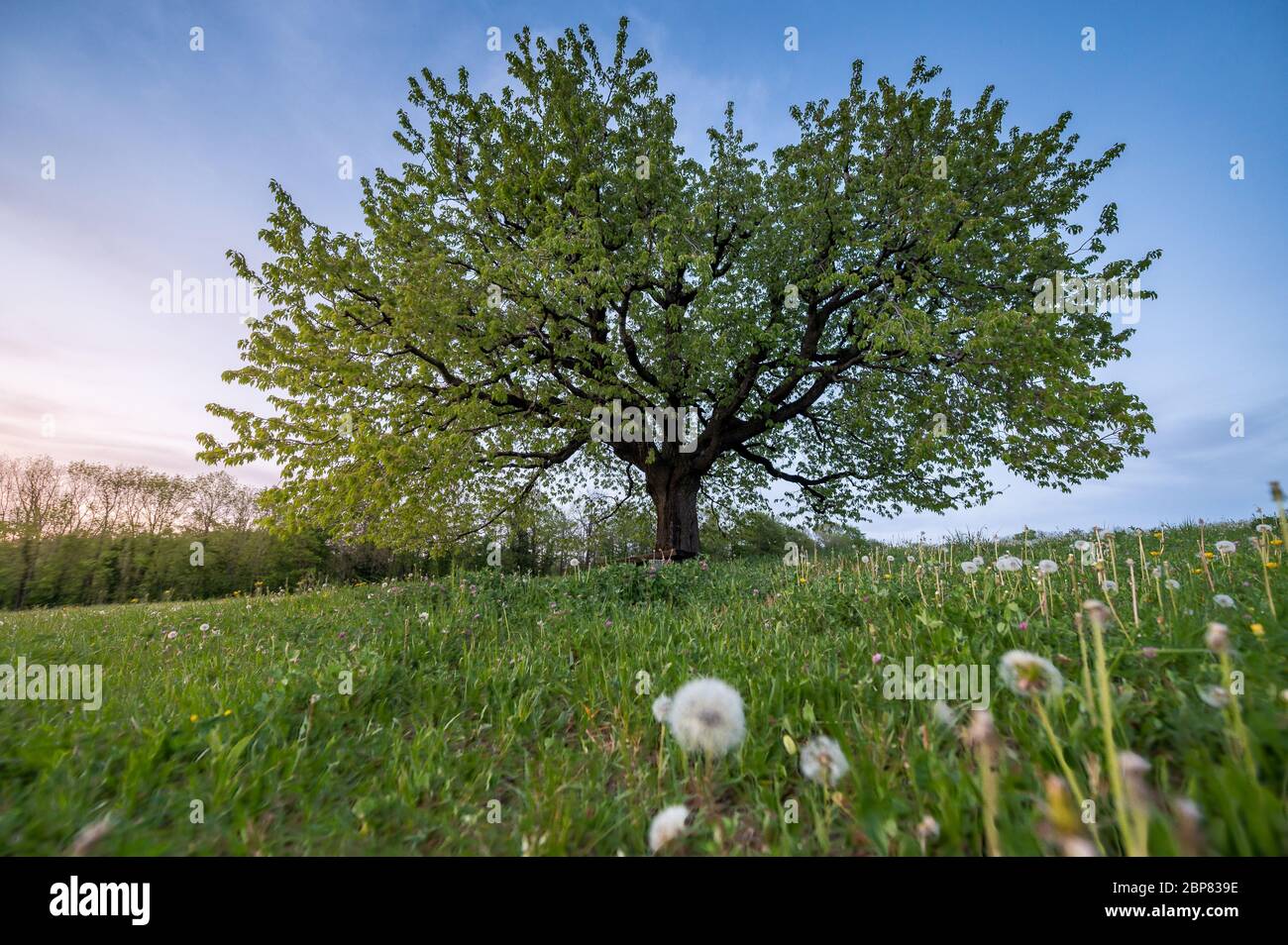 perfectly scaped spring tree in meadow Stock Photo