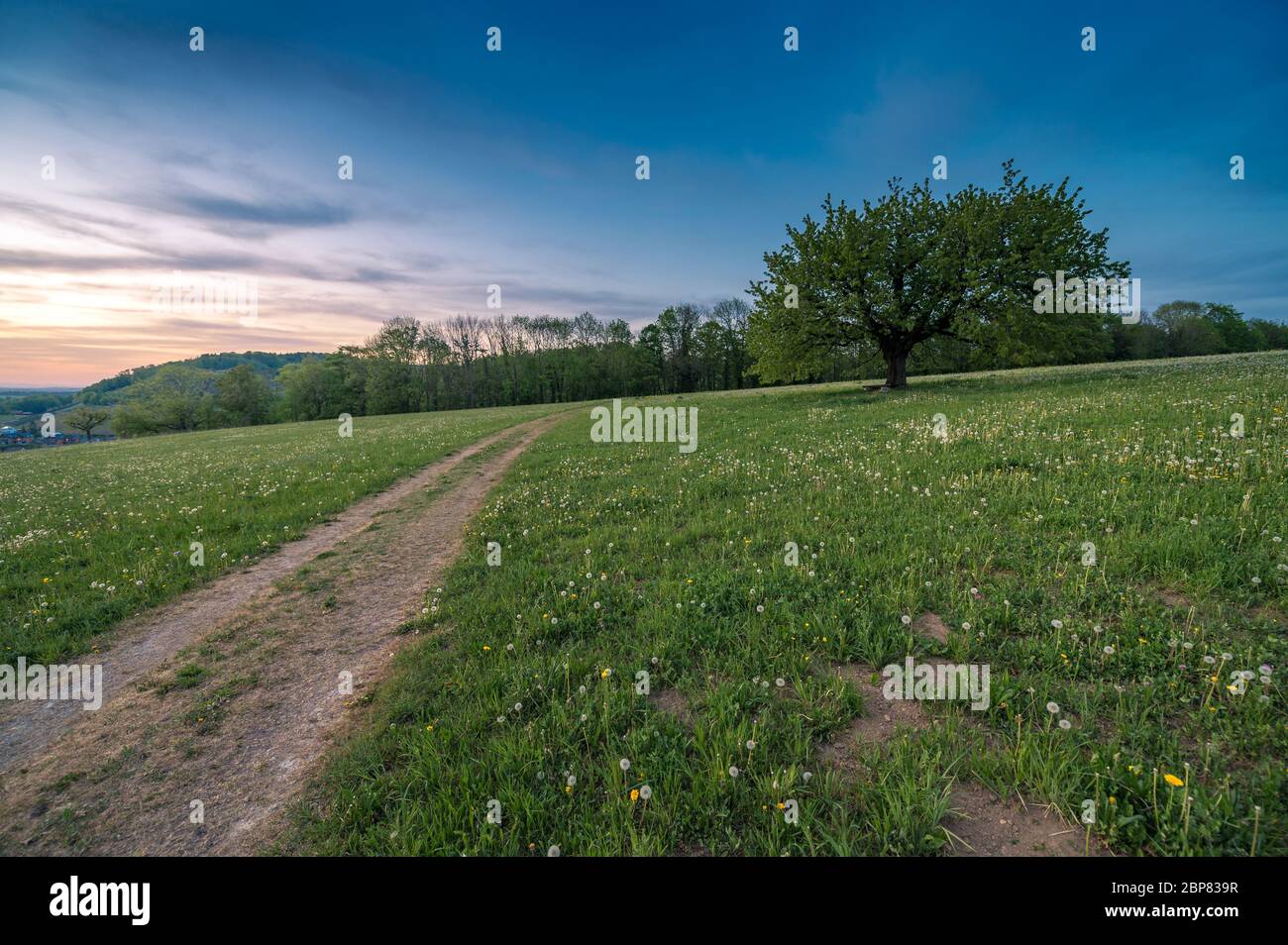 perfectly scaped spring tree in meadow Stock Photo