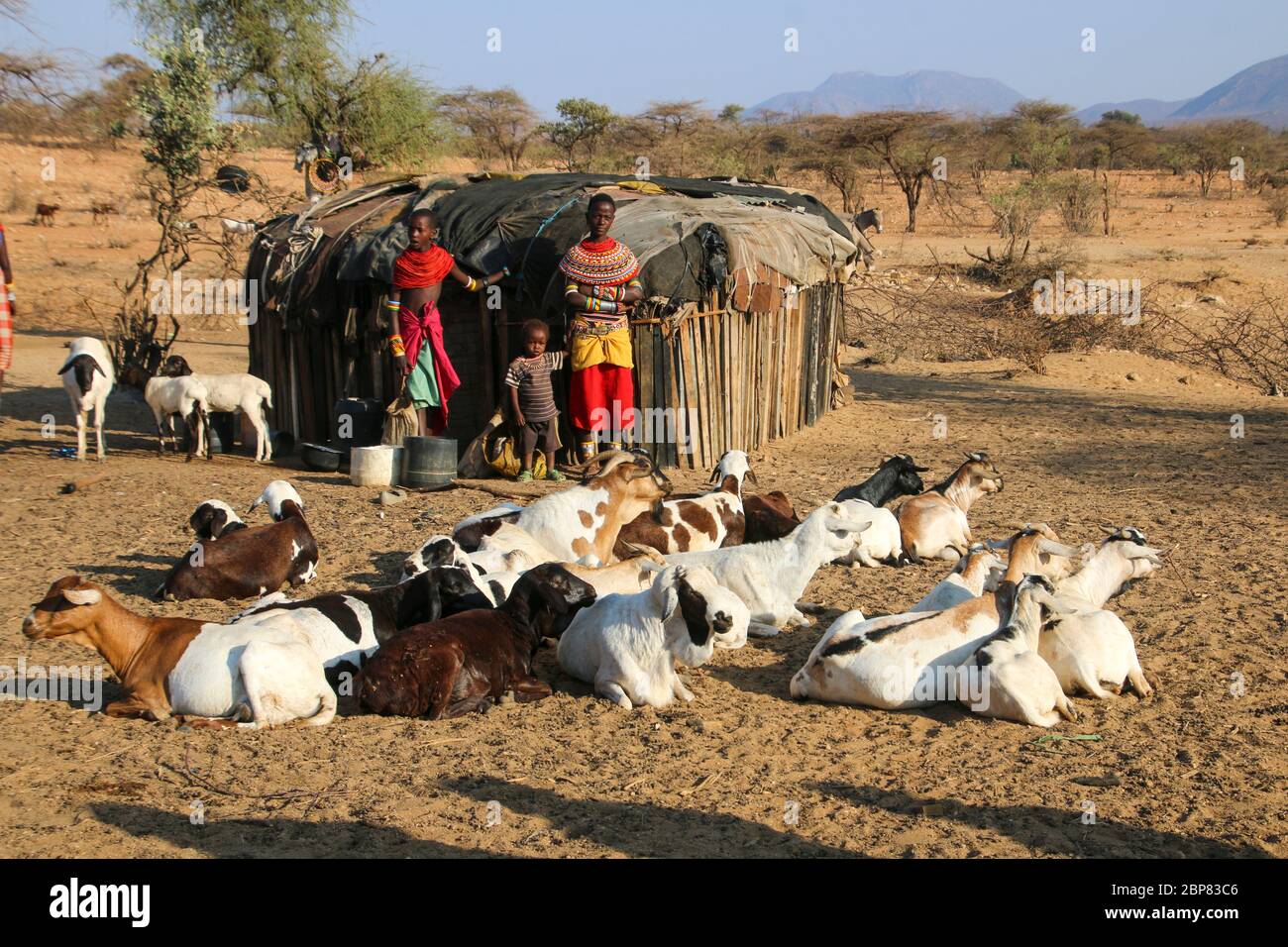 Samburu Maasai woman milking goats. Samburu Maasai an ethnic group of semi-nomadic people Photographed in Samburu, Kenya Stock Photo