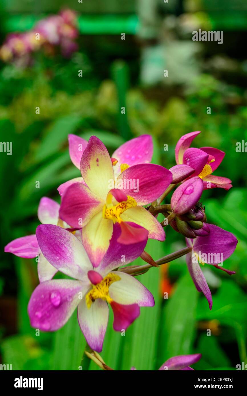 Dendrobium orchid tropical hi-res stock photography and images - Alamy