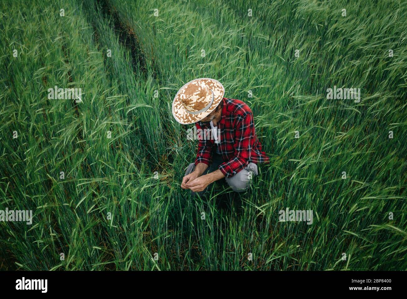 Farmer inspecting green barley crop development in field, adult male agronomist with straw hat and plaid shirt working on farmland Stock Photo
