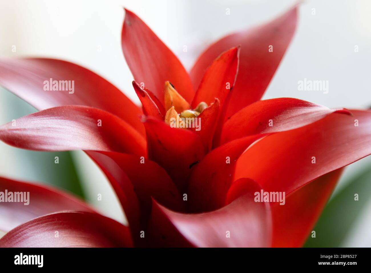 Blooming Red Scarlet Star Guzmania Bromeliad Flower Stock Photo