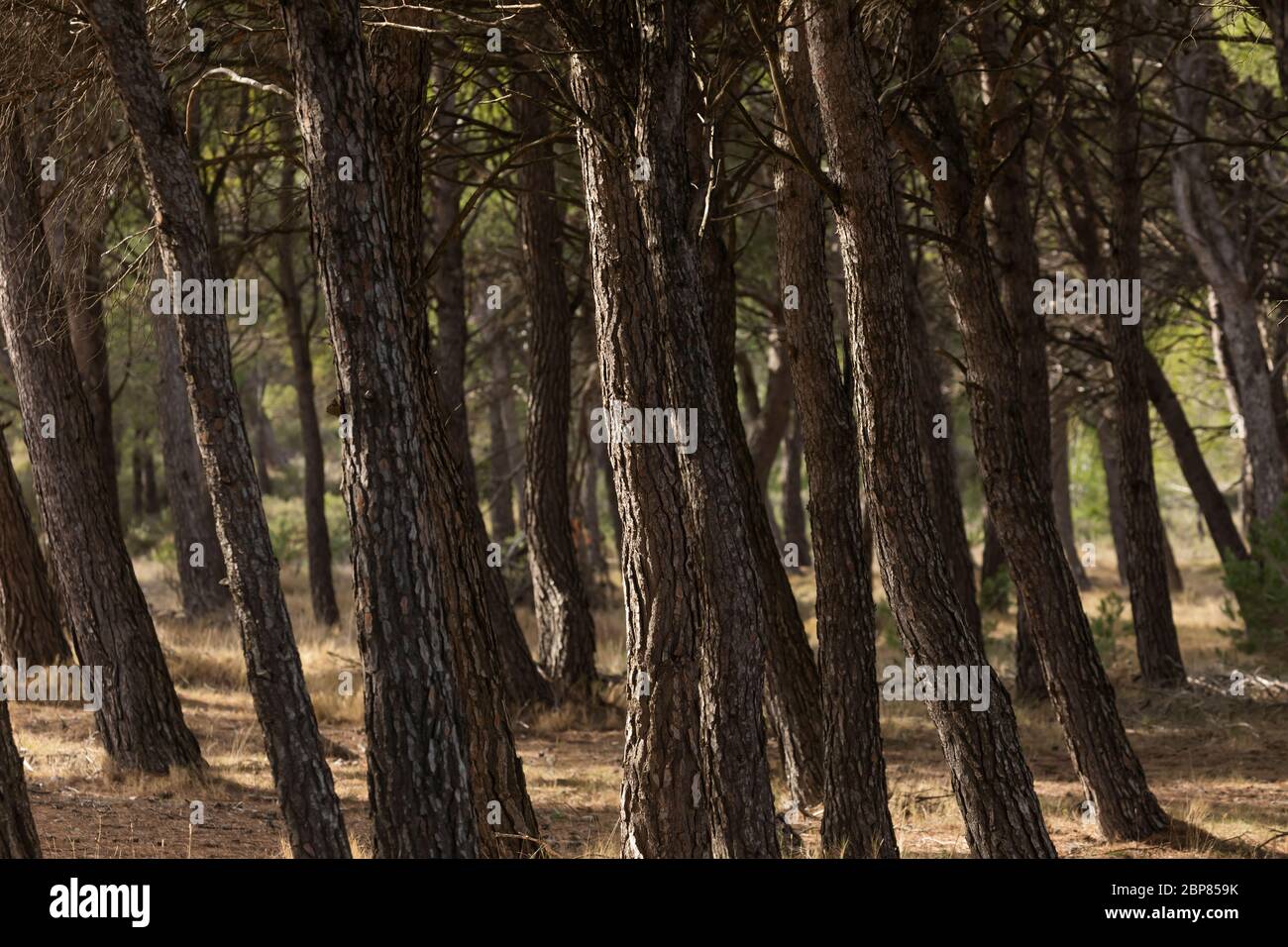 Hermitage ermita del calvario hi-res stock photography and images - Alamy