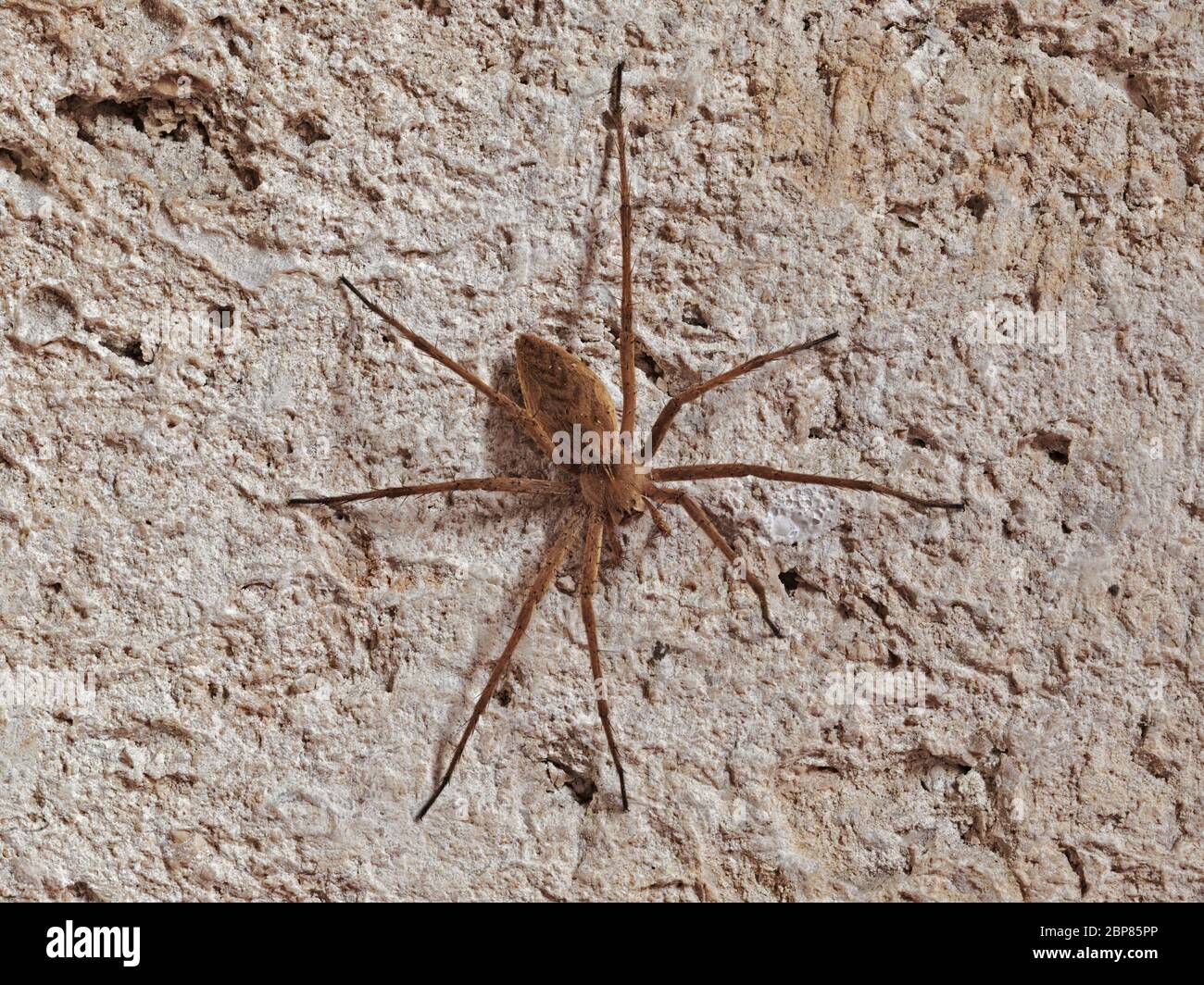 domestic house spider, tegenaria domestica, Agelenidae Stock Photo