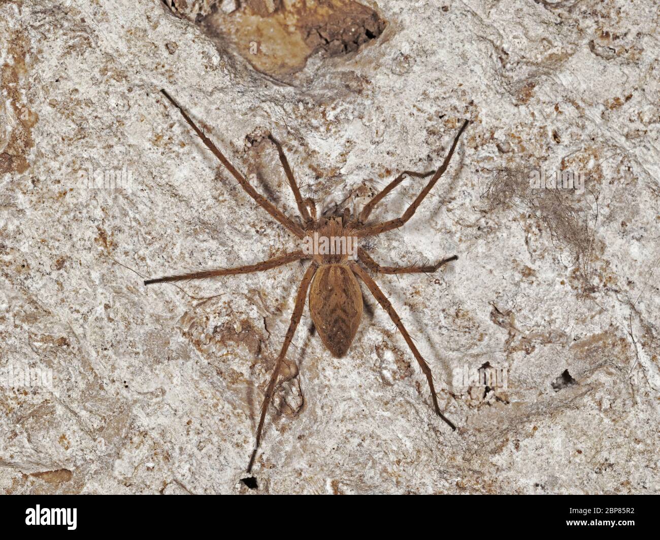 specimen of domestic house spider, tegenaria domestica, Agelenidae Stock Photo