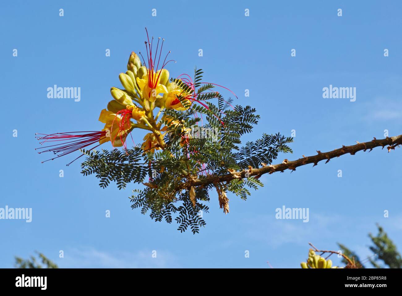 flower and leaves of bird of paradise in blooming Stock Photo