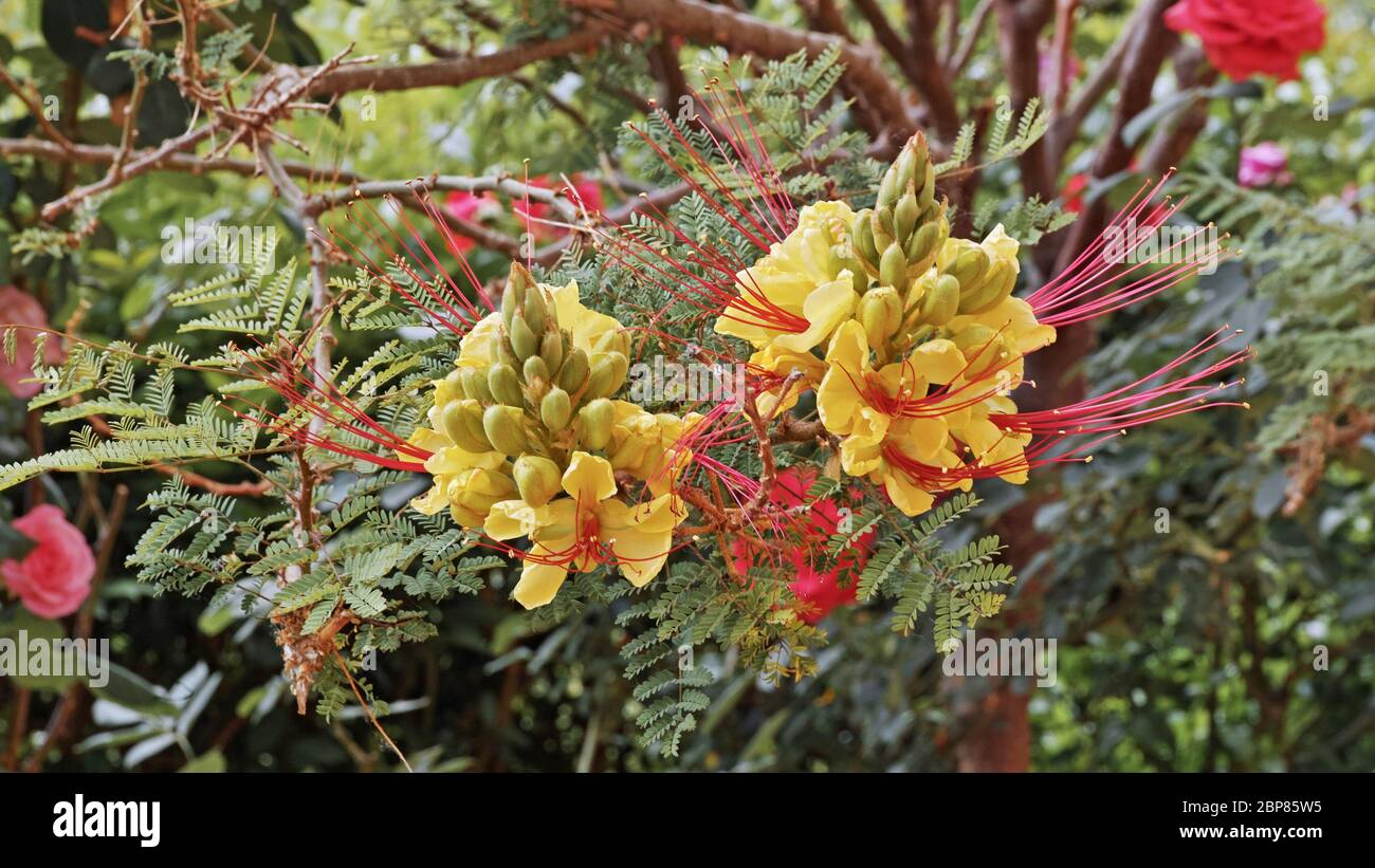 flowers of caesalpinia gilliesii, bird of paradise Stock Photo