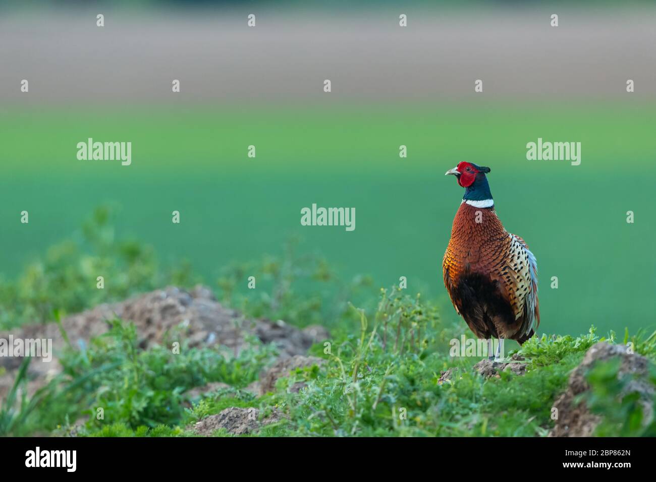 Pheasant, male, ring necked or Common Pheasant ( Scientific name: Phasianus colchicus) in Springtime. Stood at the edge of farmland.  Clean Background Stock Photo