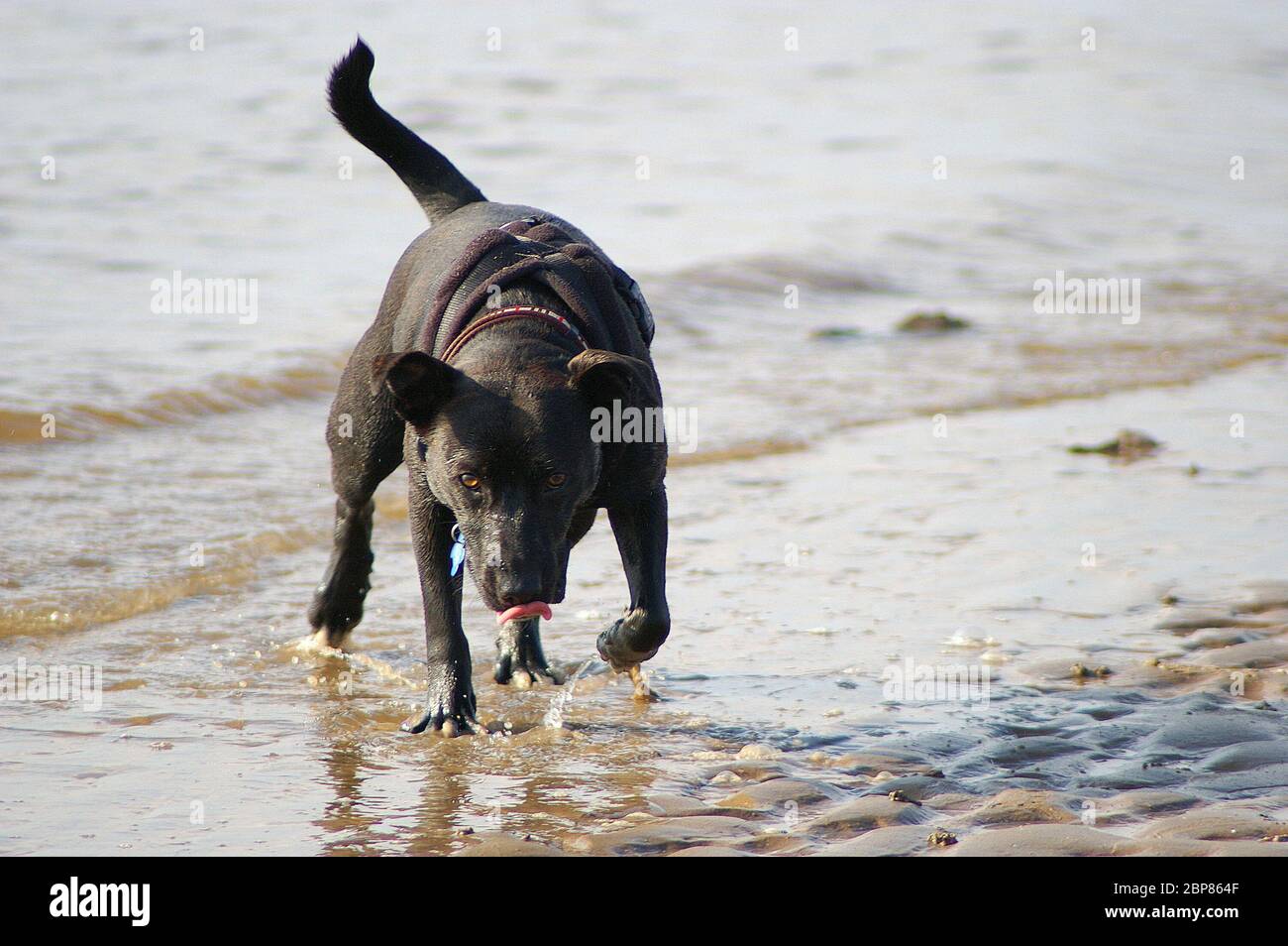 A black and brindle Staffordshire Bull Terrier crossed with one or more unknown breeds Stock Photo