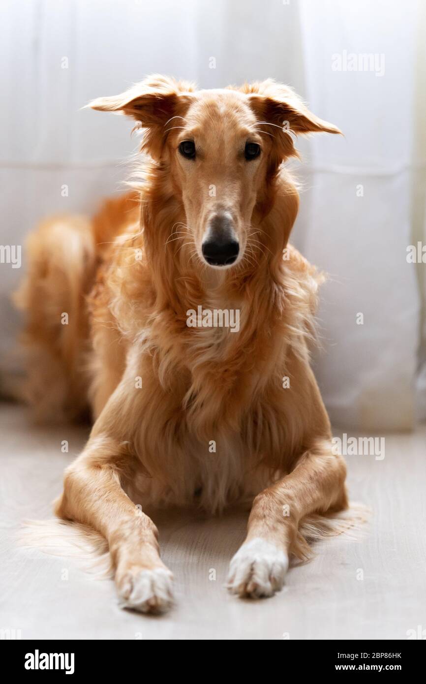 Red borzoi cheap