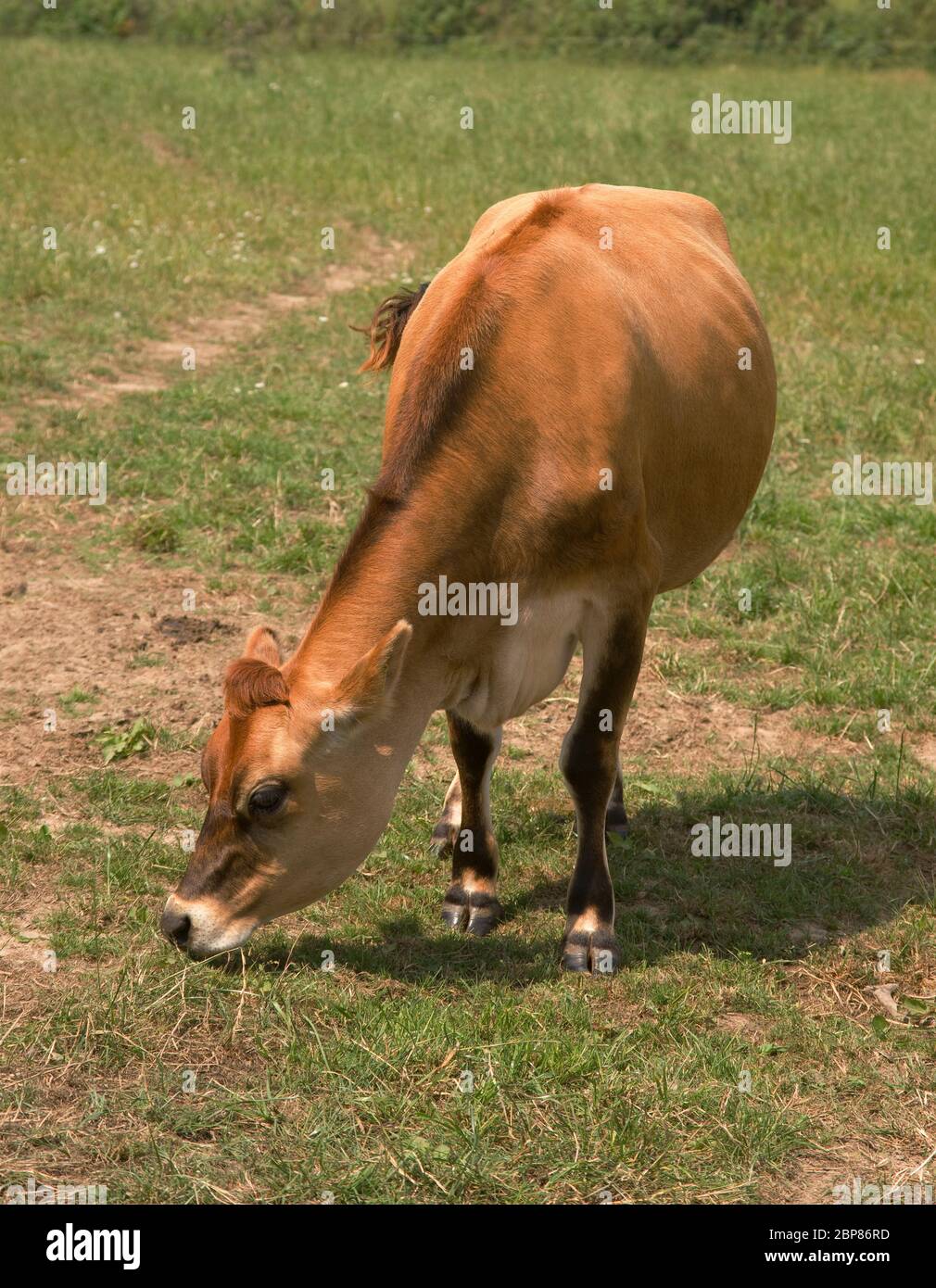 Jersey Cow eating, Jersey, Channel Islands Stock Photo Alamy