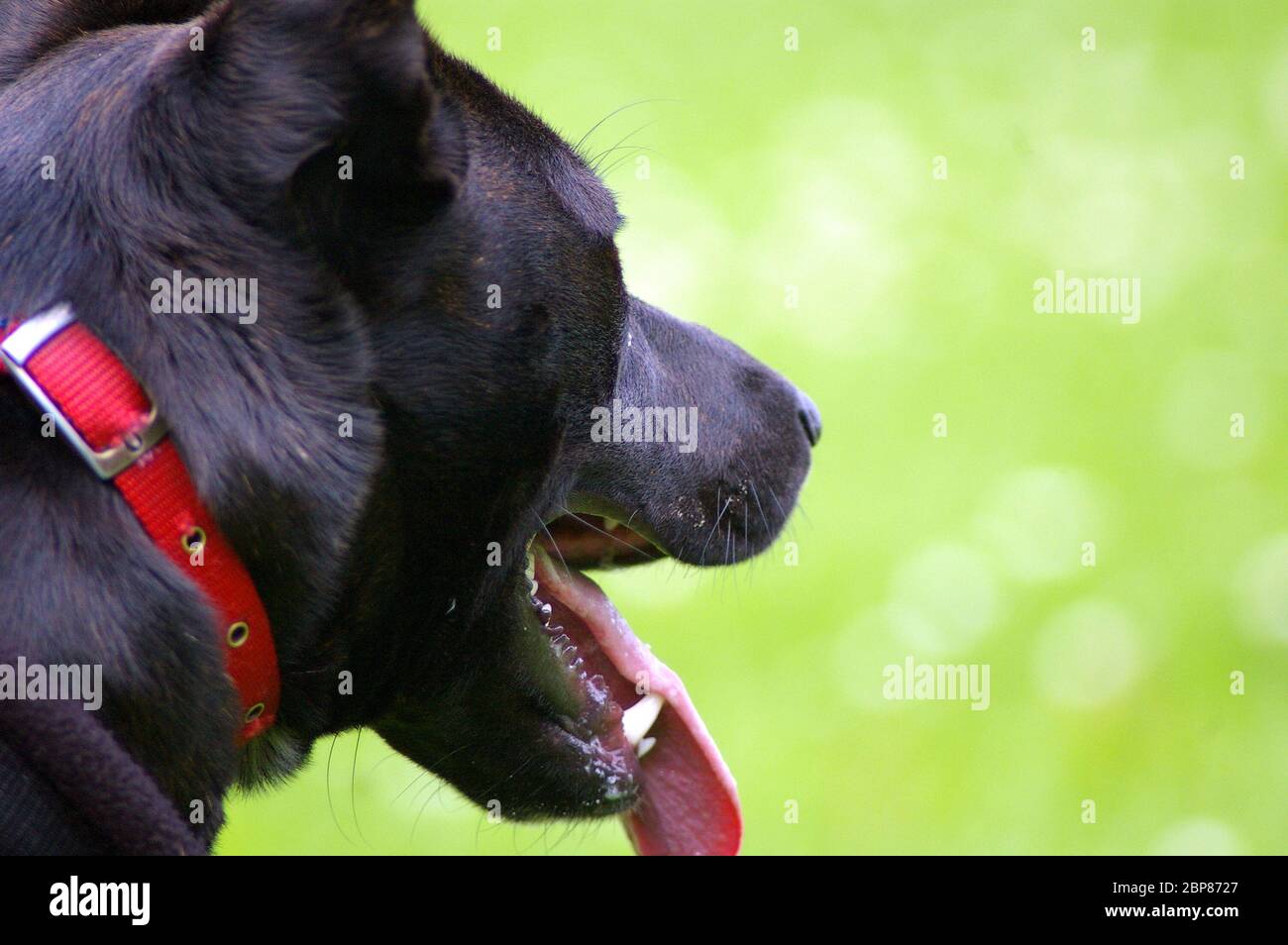 A black and brindle Staffordshire Bull Terrier crossed with one or more unknown breeds Stock Photo