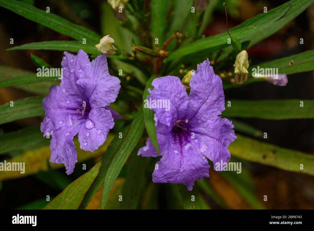 Ruellia simplex, the Mexican petunia, Mexican bluebell Stock Photo