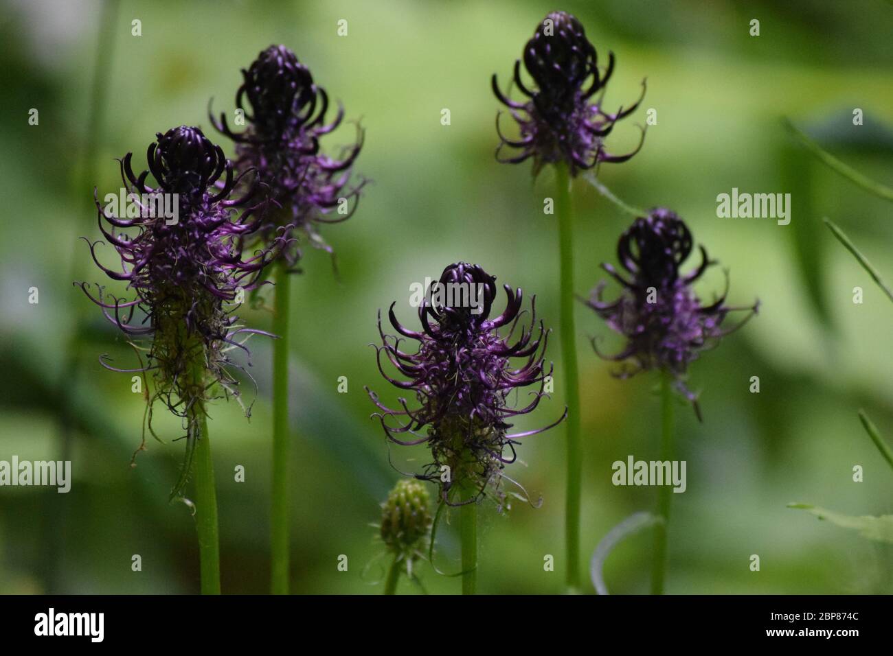 black Rampion in the Forest Stock Photo