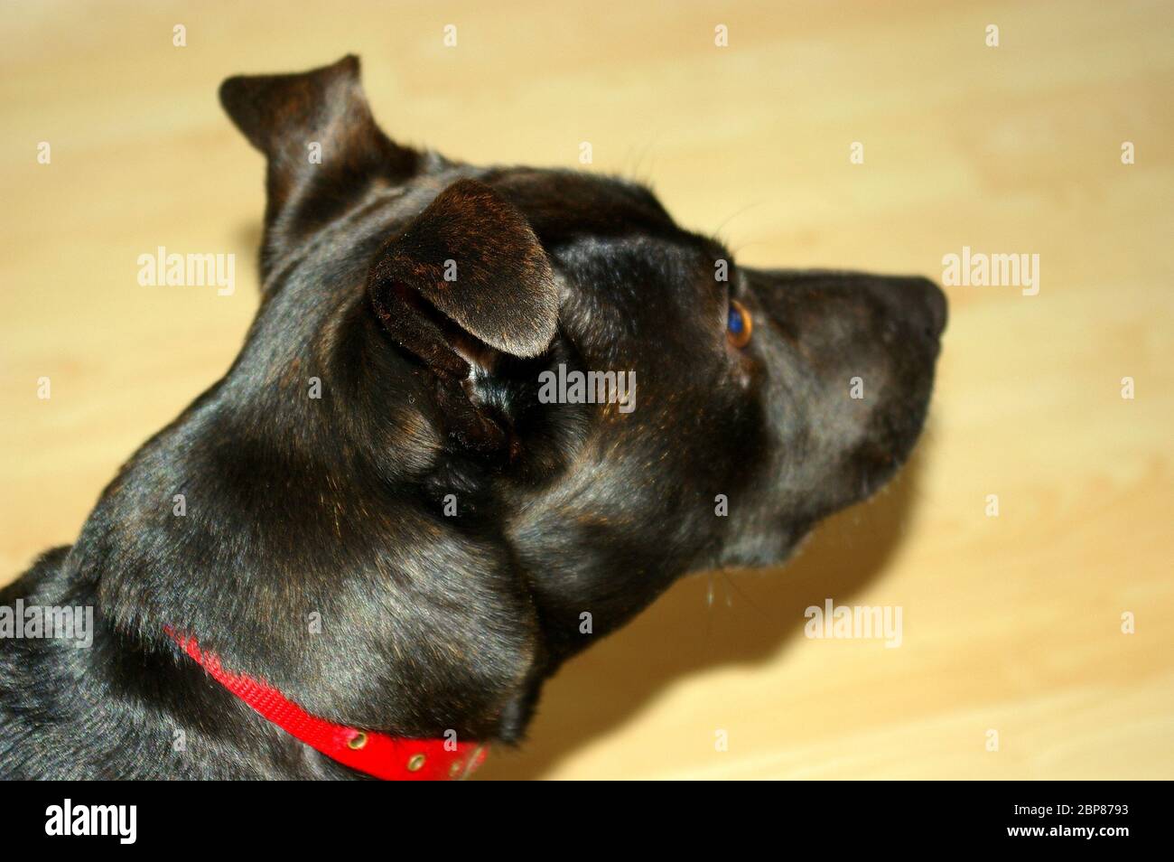 A black and brindle Staffordshire Bull Terrier crossed with one or more unknown breeds Stock Photo