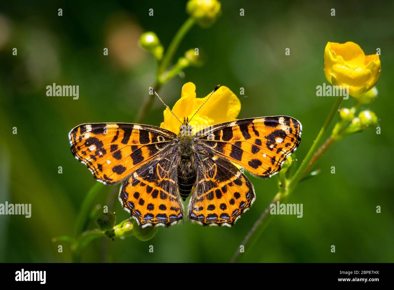 Araschnia levana (map butterfly / Landkärtchen) Stock Photo
