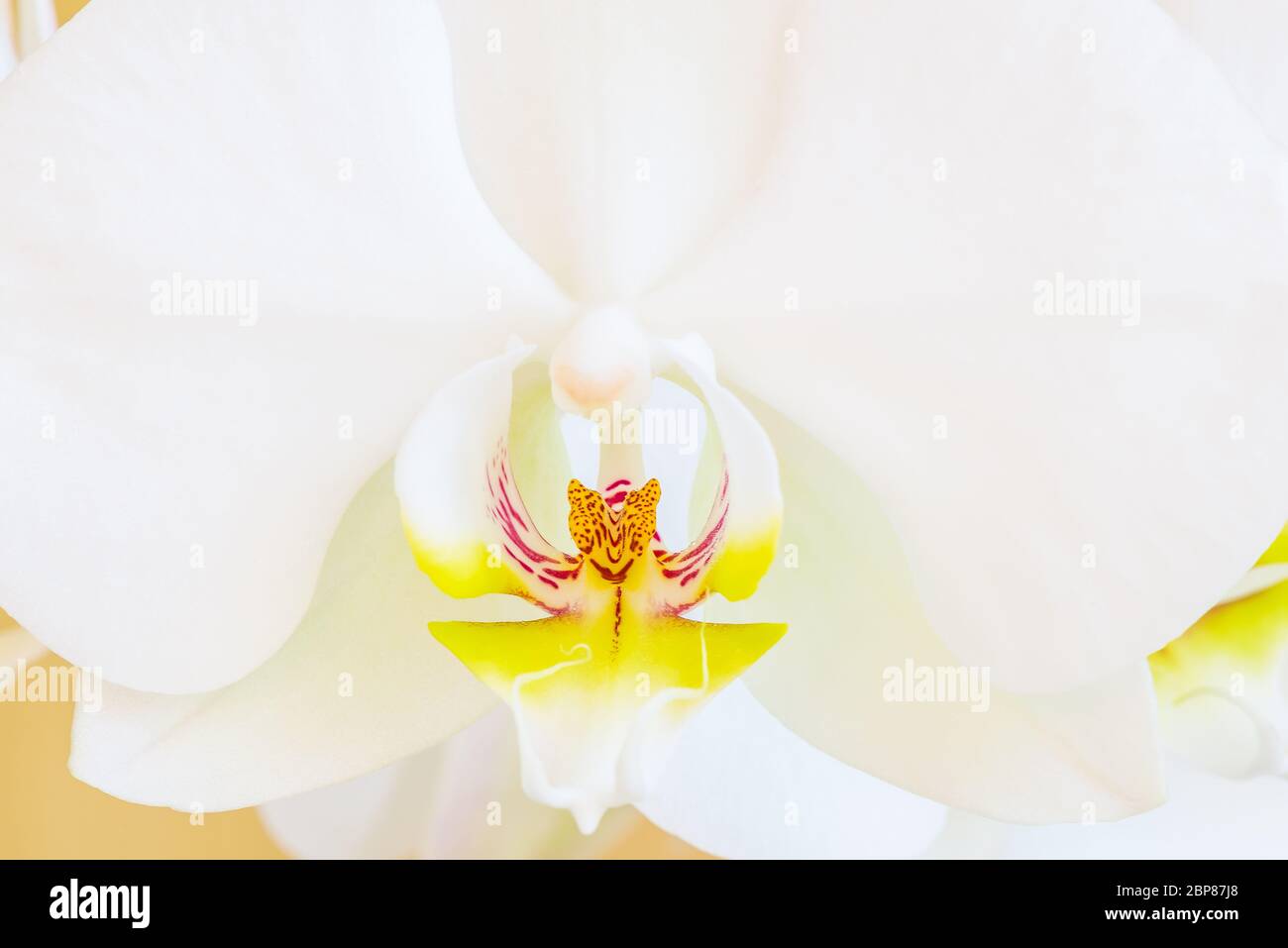 White phalaenopsis orchid flower phalaenopsis amabilis, commonly known as butterfly orchids. A closeup. Stock Photo
