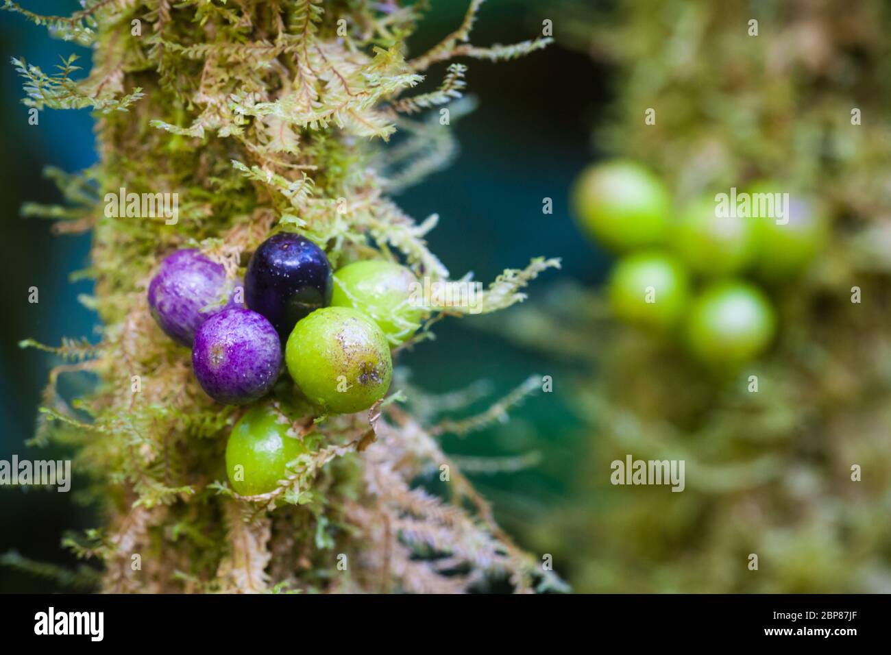 Colorful berries on a tree in the lush cloudforest of La Amistad national park, Chiriqui province, Republic of Panama. Stock Photo