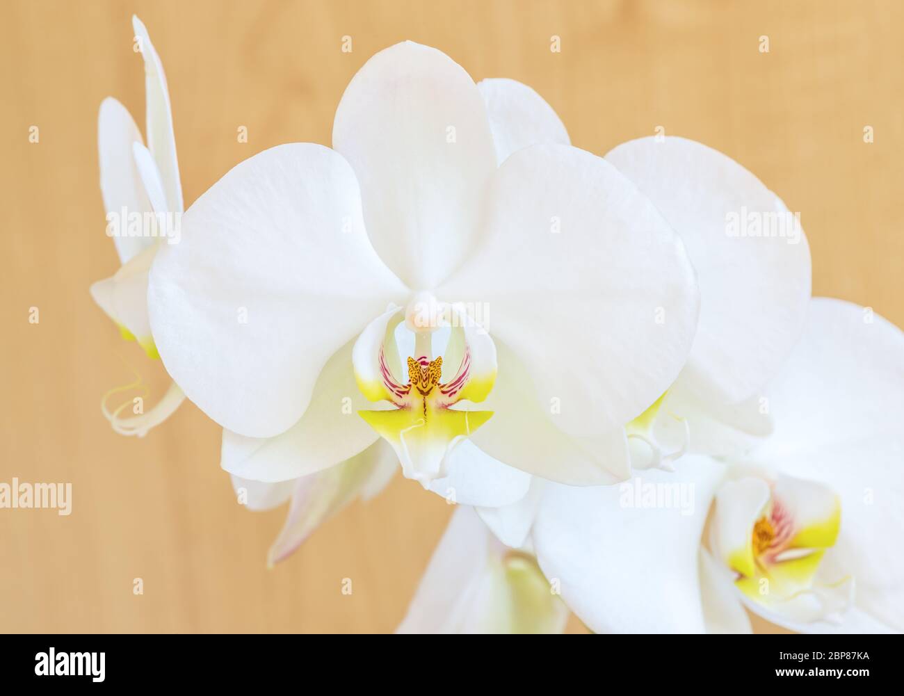 White phalaenopsis orchid flower phalaenopsis amabilis, commonly known as butterfly orchids. A closeup. Stock Photo