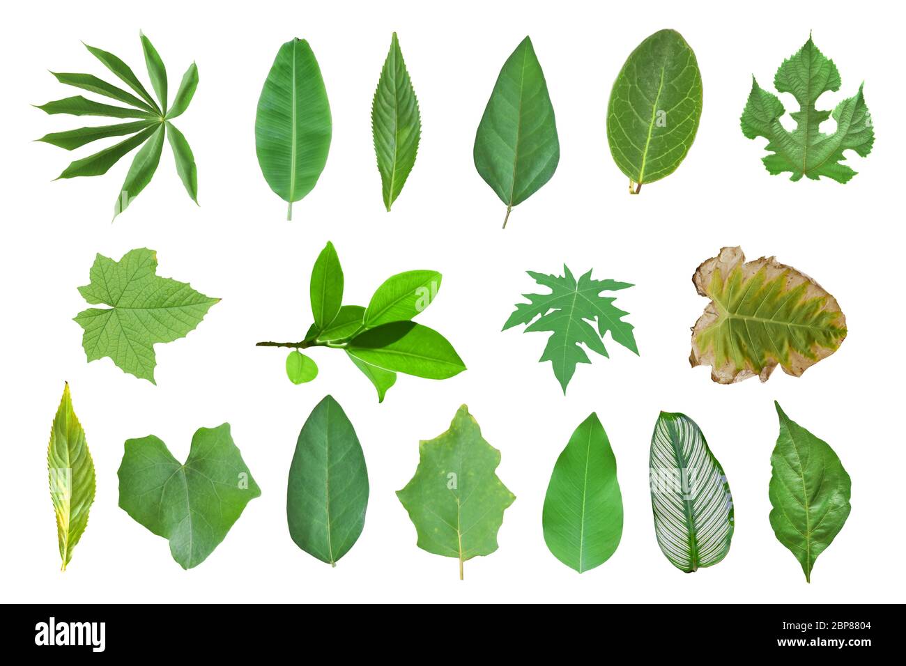 Collection of leaves isolated on a white background Stock Photo