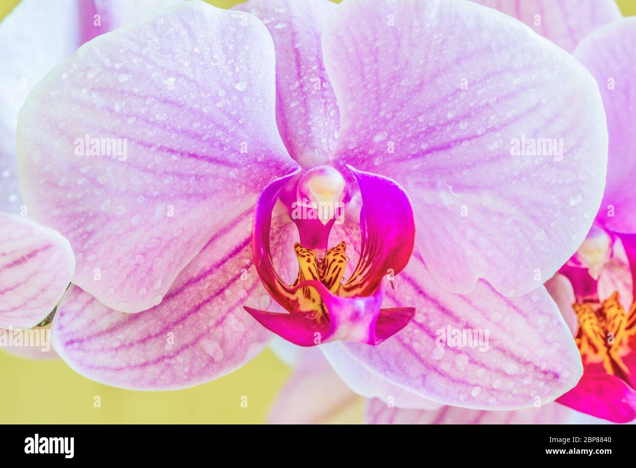 Light purple phalaenopsis orchid flower, commonly known as butterfly orchids. A closeup. Stock Photo