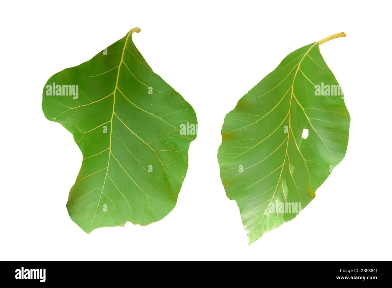 Teak foliage leaves leaf hires stock photography and images Alamy