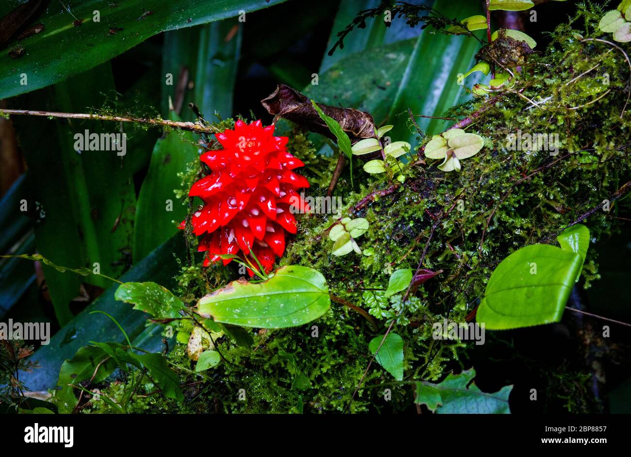 Red tropical flower at the rainforest floor at Cerro Pirre, Darien