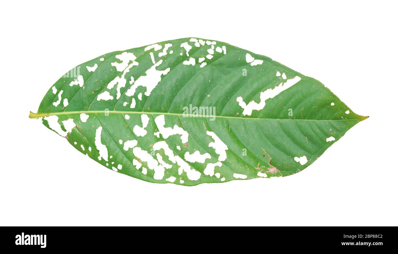 Leaf with holes isolated on white background. Green leaves are eaten by worms or pests. Object with clipping path. Stock Photo