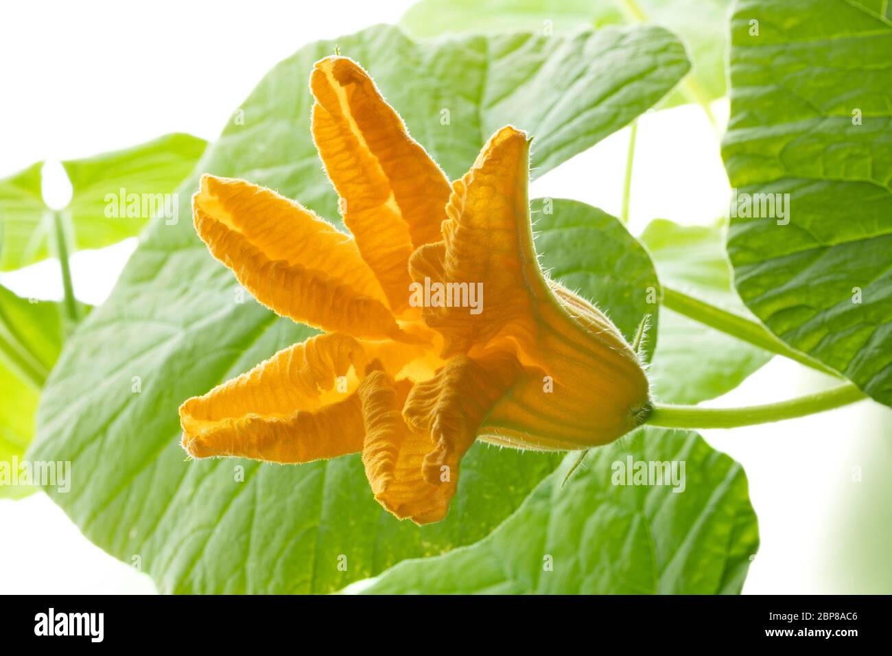 Fresh yellow pumpkin flower, cucurbita maxima, close up Stock Photo