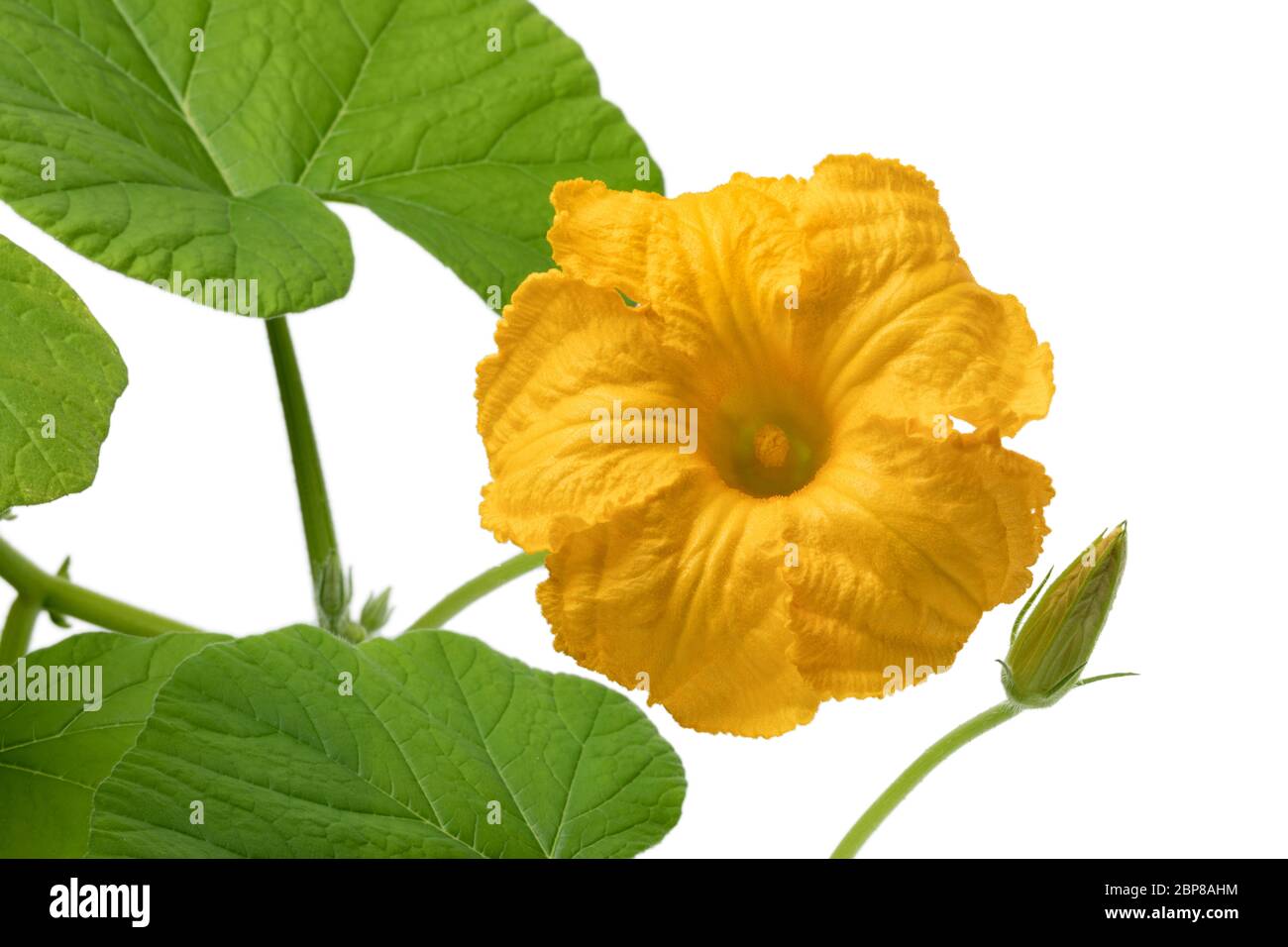 Fresh yellow pumpkin flower, cucurbita maxima, close up at white background Stock Photo