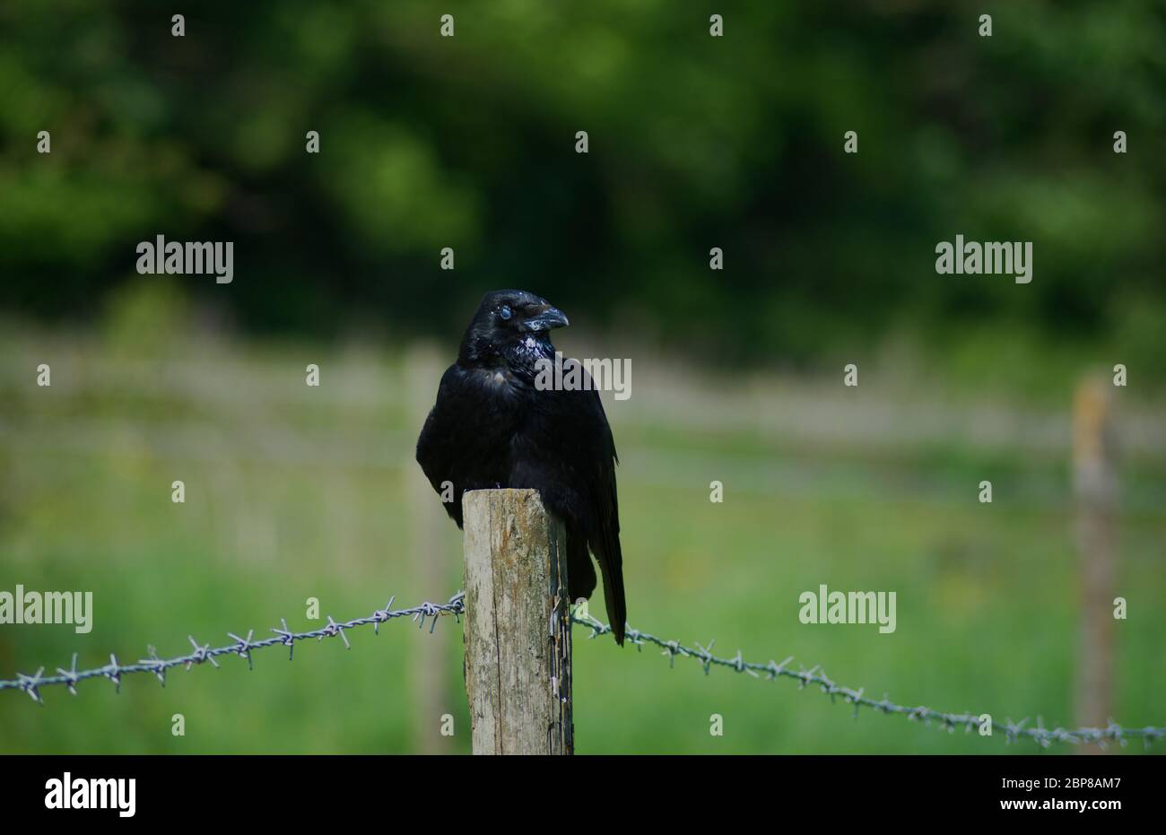 carrion crow sitting on post Stock Photo