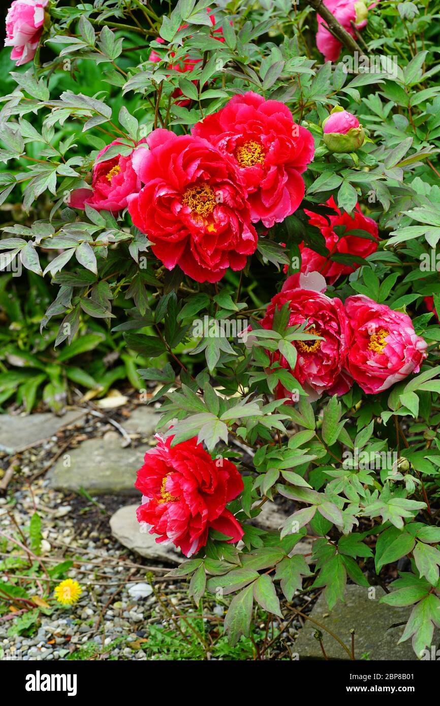 Pink tree peony flower bud on the bush Stock Photo - Alamy