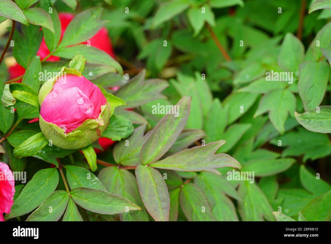 Pink tree peony flower bud on the bush Stock Photo - Alamy