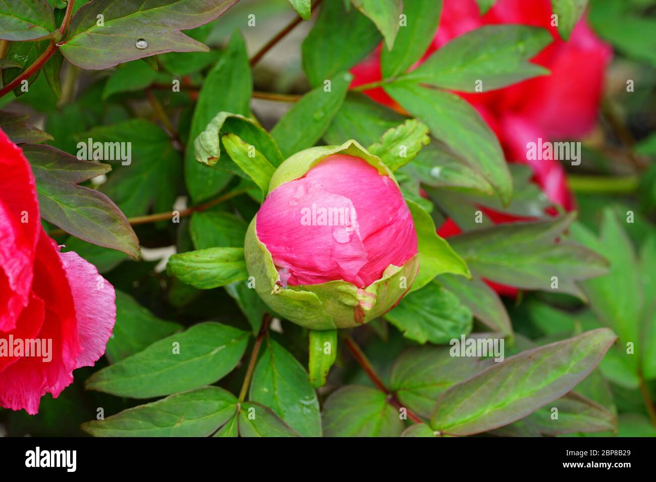Pink tree peony flower bud on the bush Stock Photo - Alamy