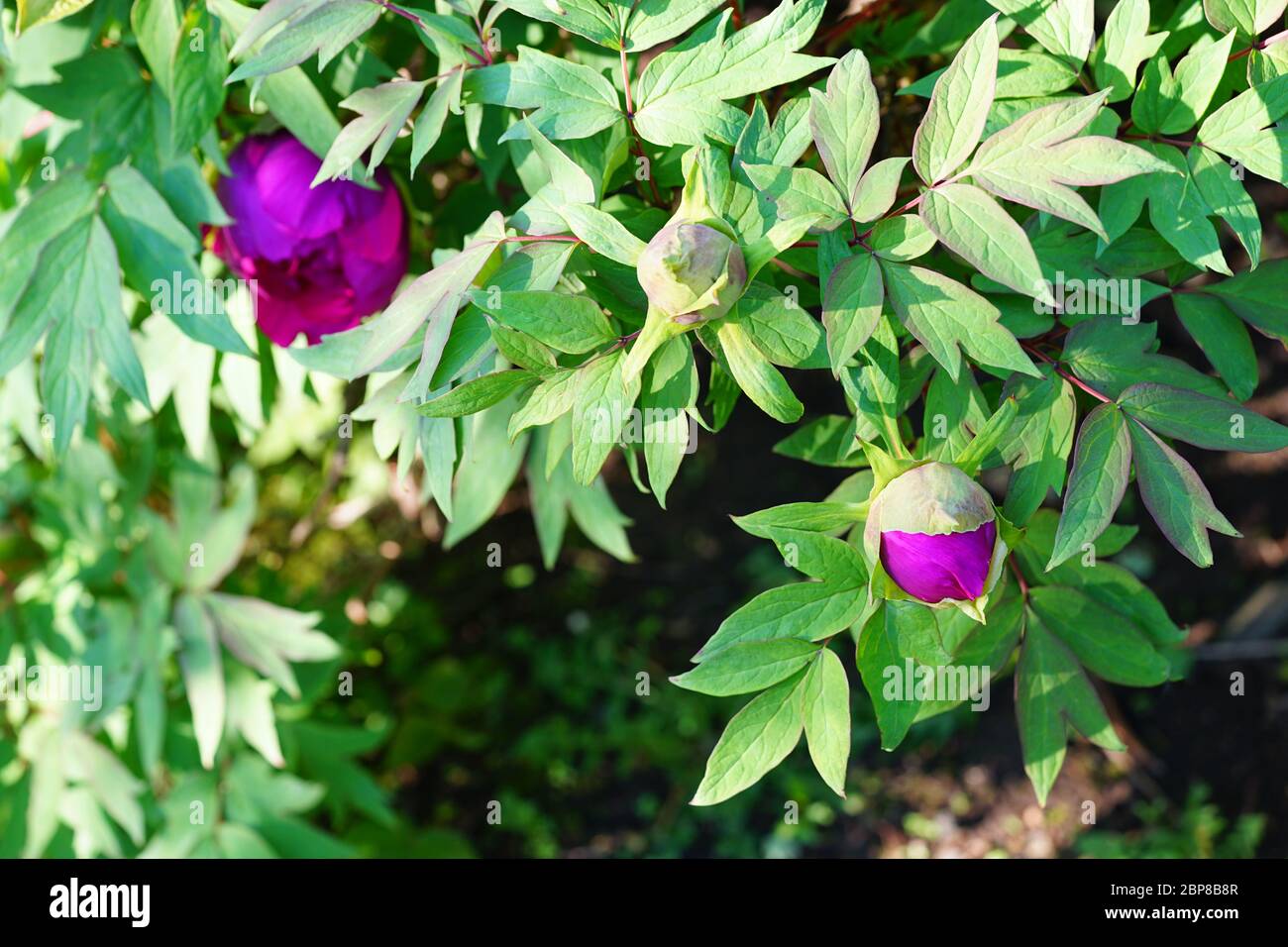 Pink tree peony flower bud on the bush Stock Photo - Alamy