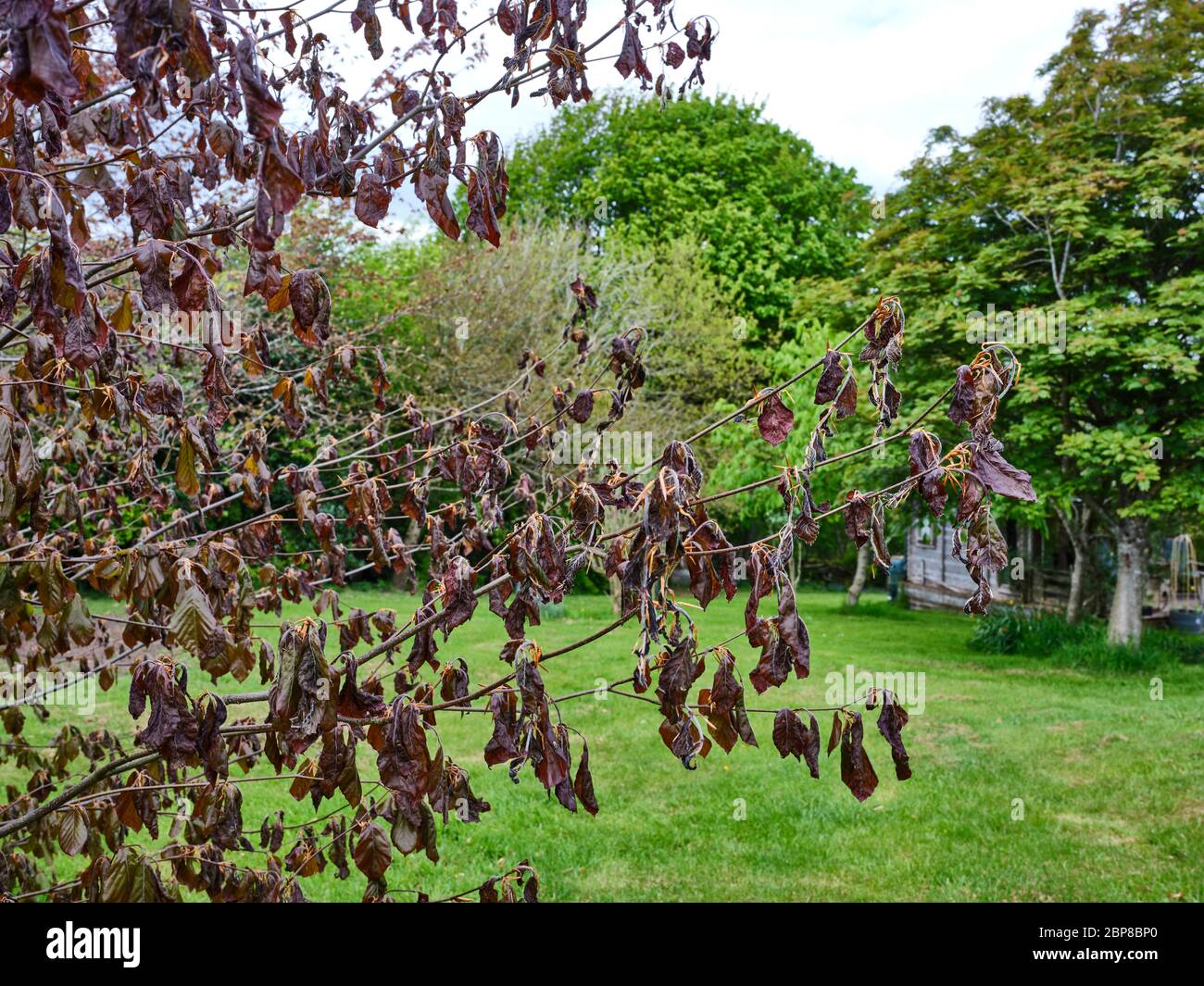 Peat Lane, Bewerley, Harrogate, North Yorkshire, England, UK. 14/05/20