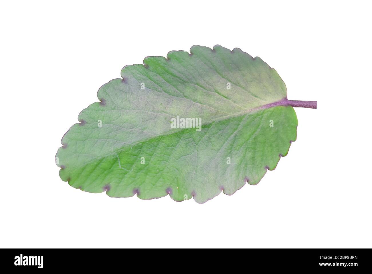 Leaves of Medicinal Kalanchoe isolated on white background. with clipping path Stock Photo