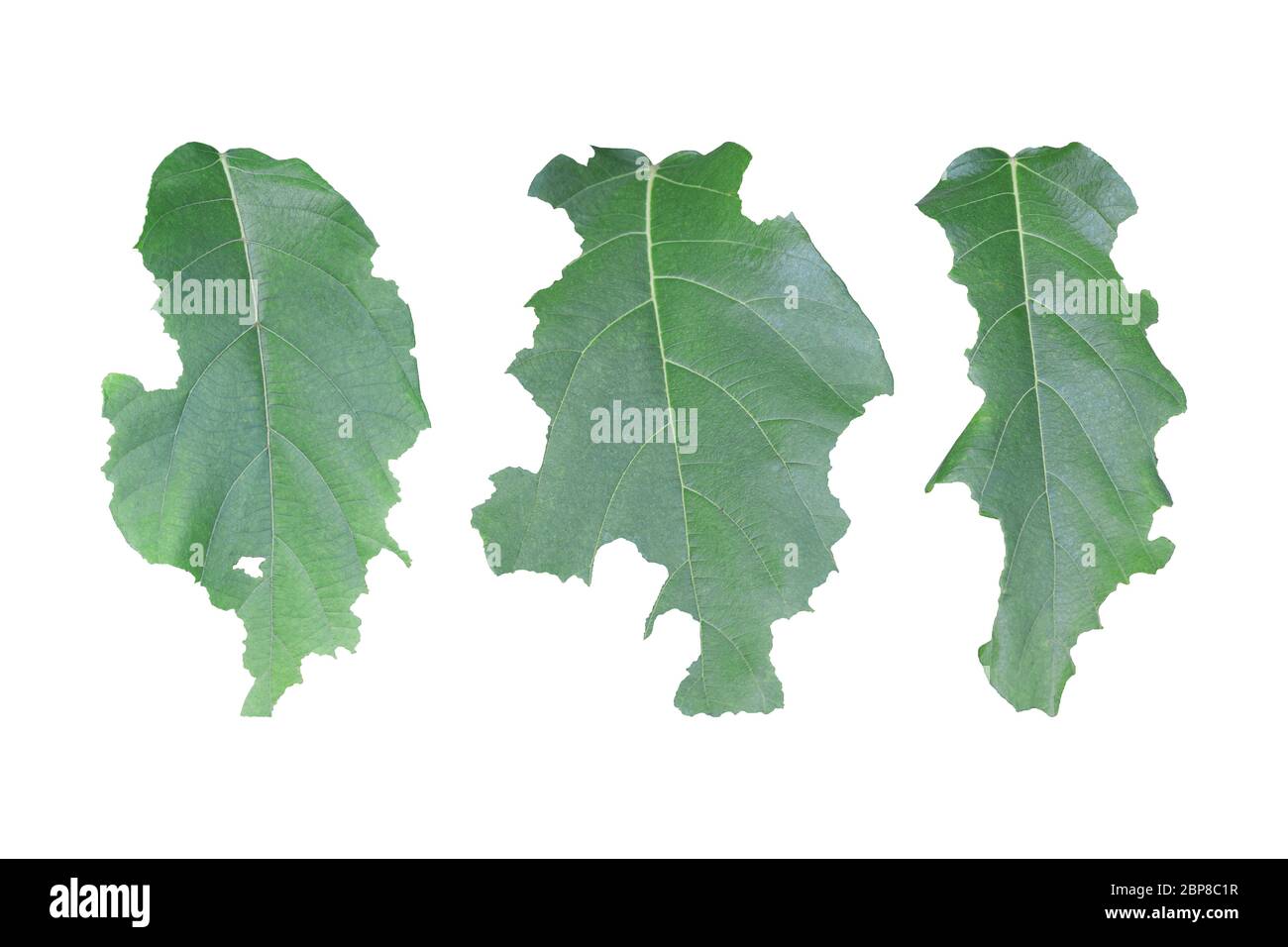 Set of leaf with holes isolated on white background. Green leaves are eaten by worms or pests. Object with clipping path. Stock Photo