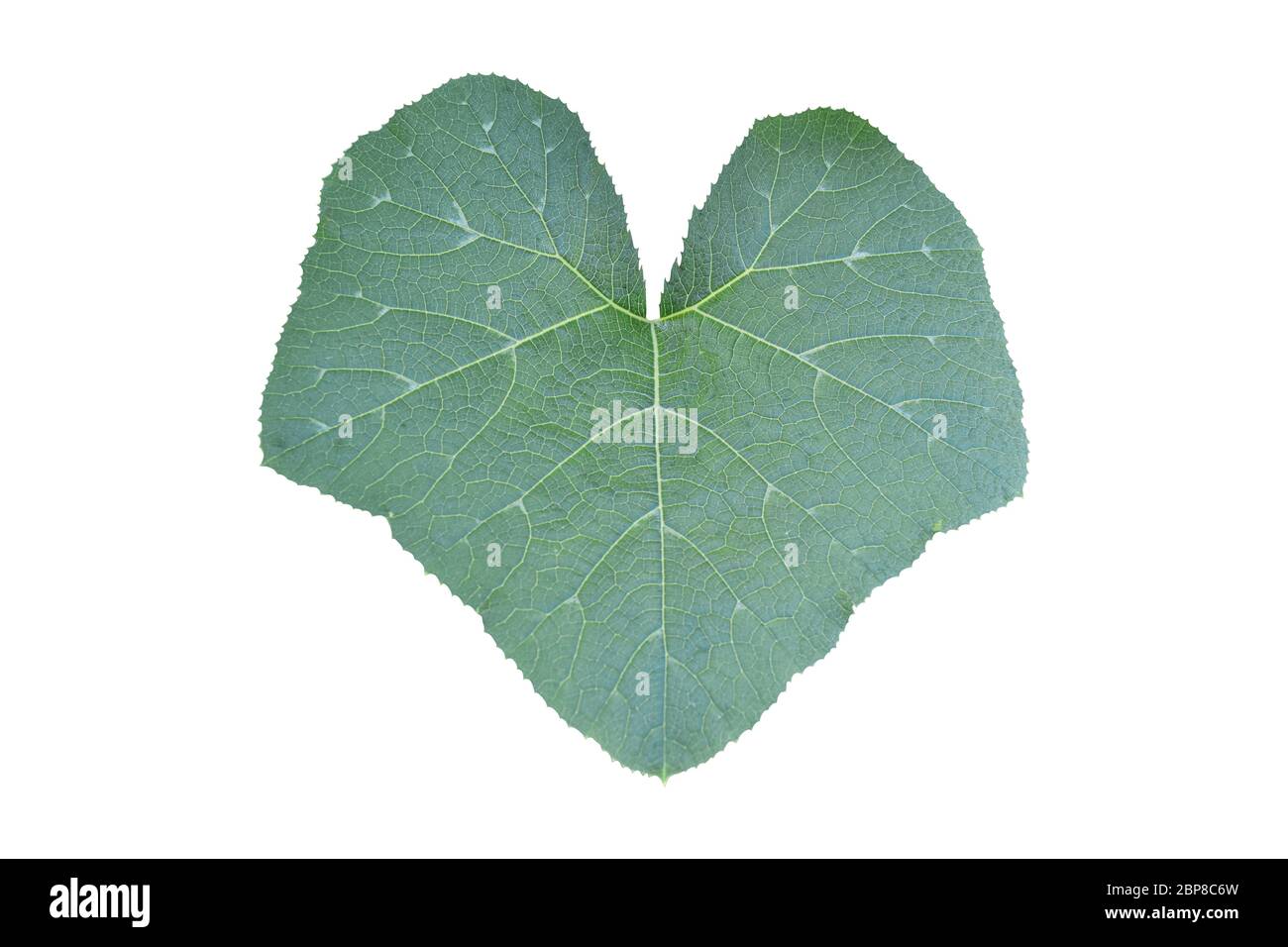 Green pumpkin leaf isolated on white background. Object with clipping ...