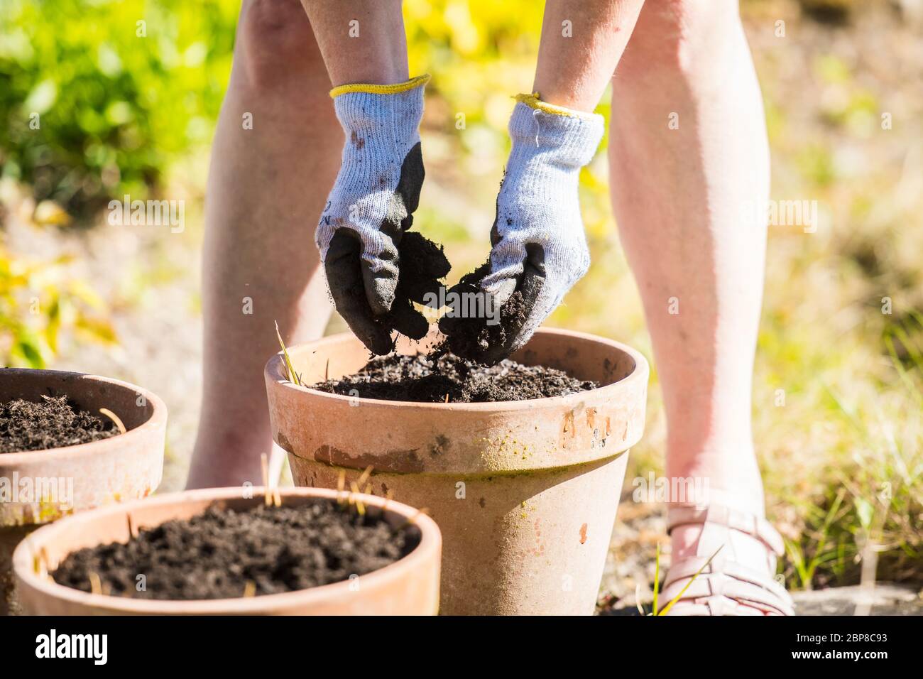 hands planting seeds in plant pots. Closeup of hands putting seeds in the ground Stock Photo