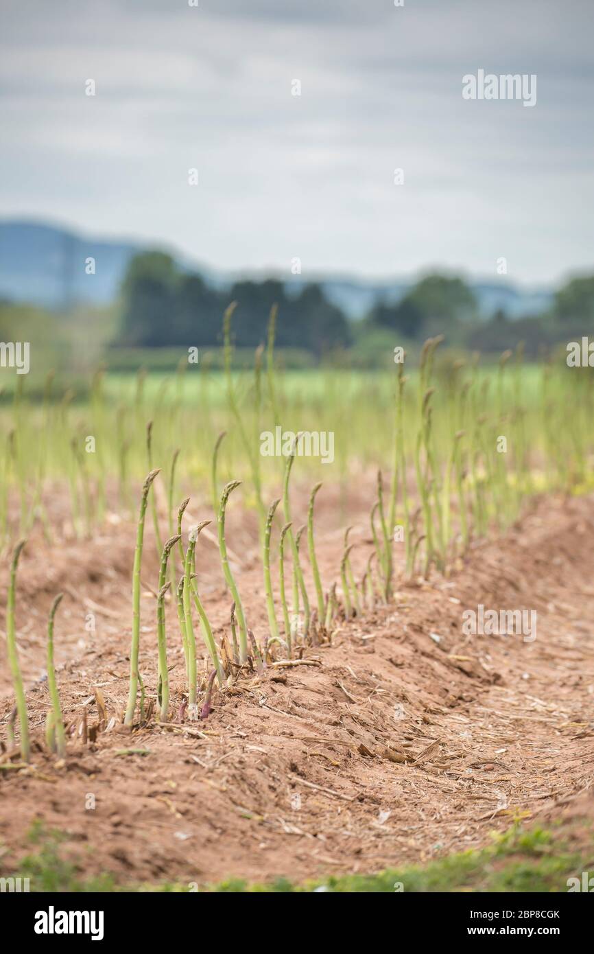 Asparagus spears (asparagus officinalis) growing in ploughed UK farmer