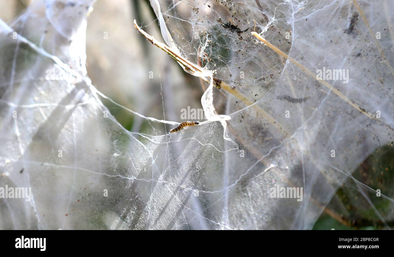 Ermine moth caterpillars shrub hi-res stock photography and images - Alamy