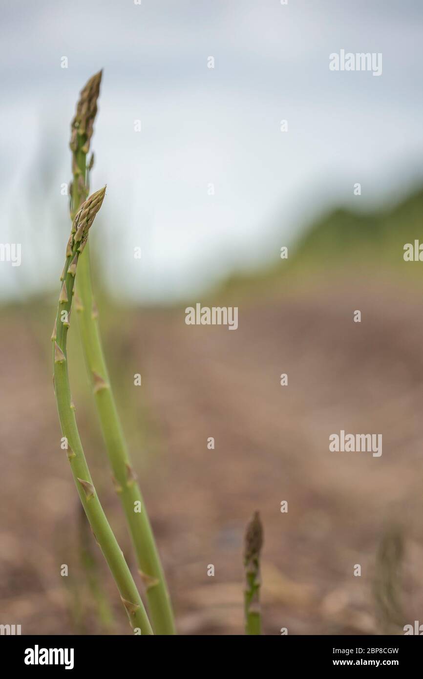 Asparagus officinalis hires stock photography and images Alamy