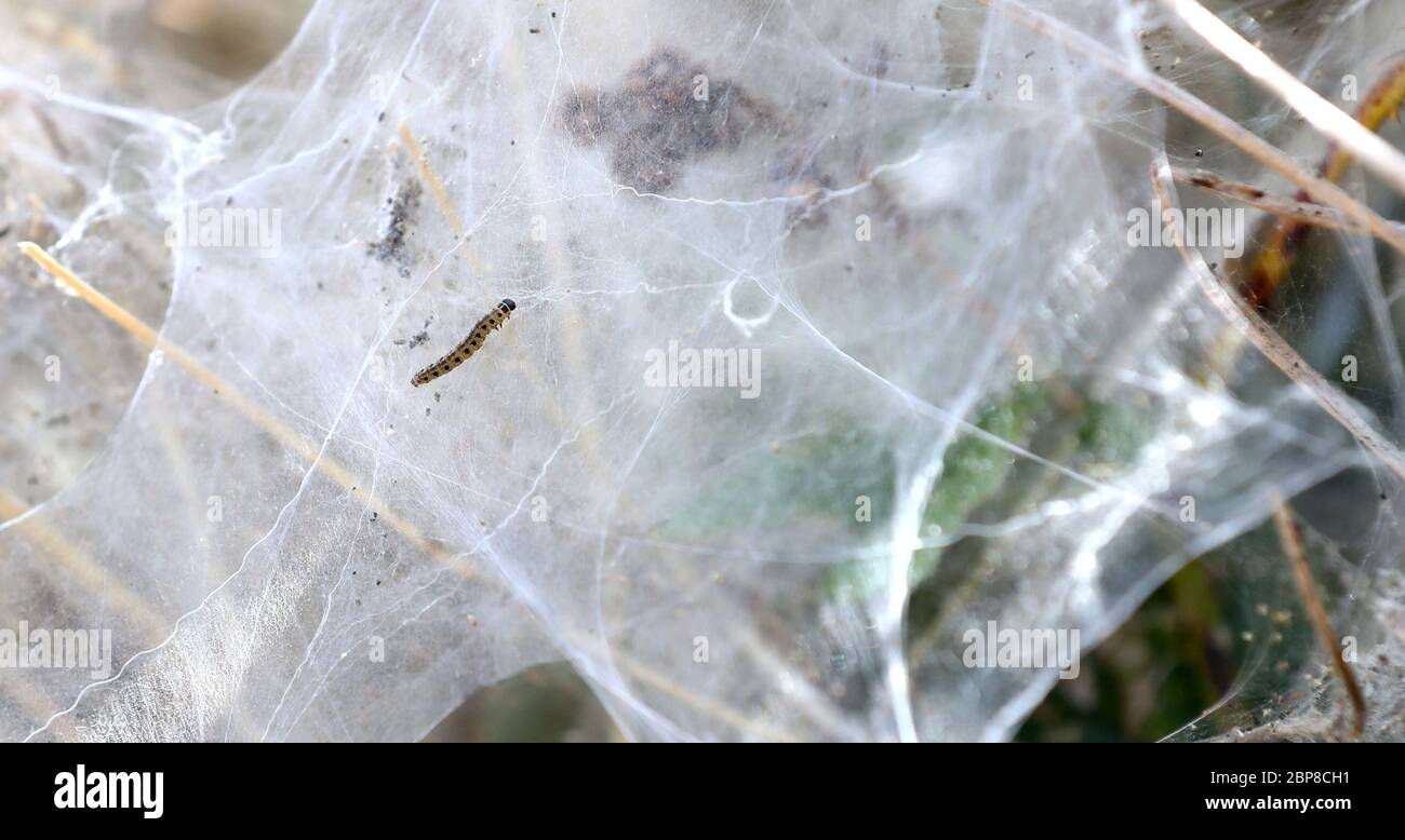 Ermine moth caterpillars shrub hi-res stock photography and images - Alamy